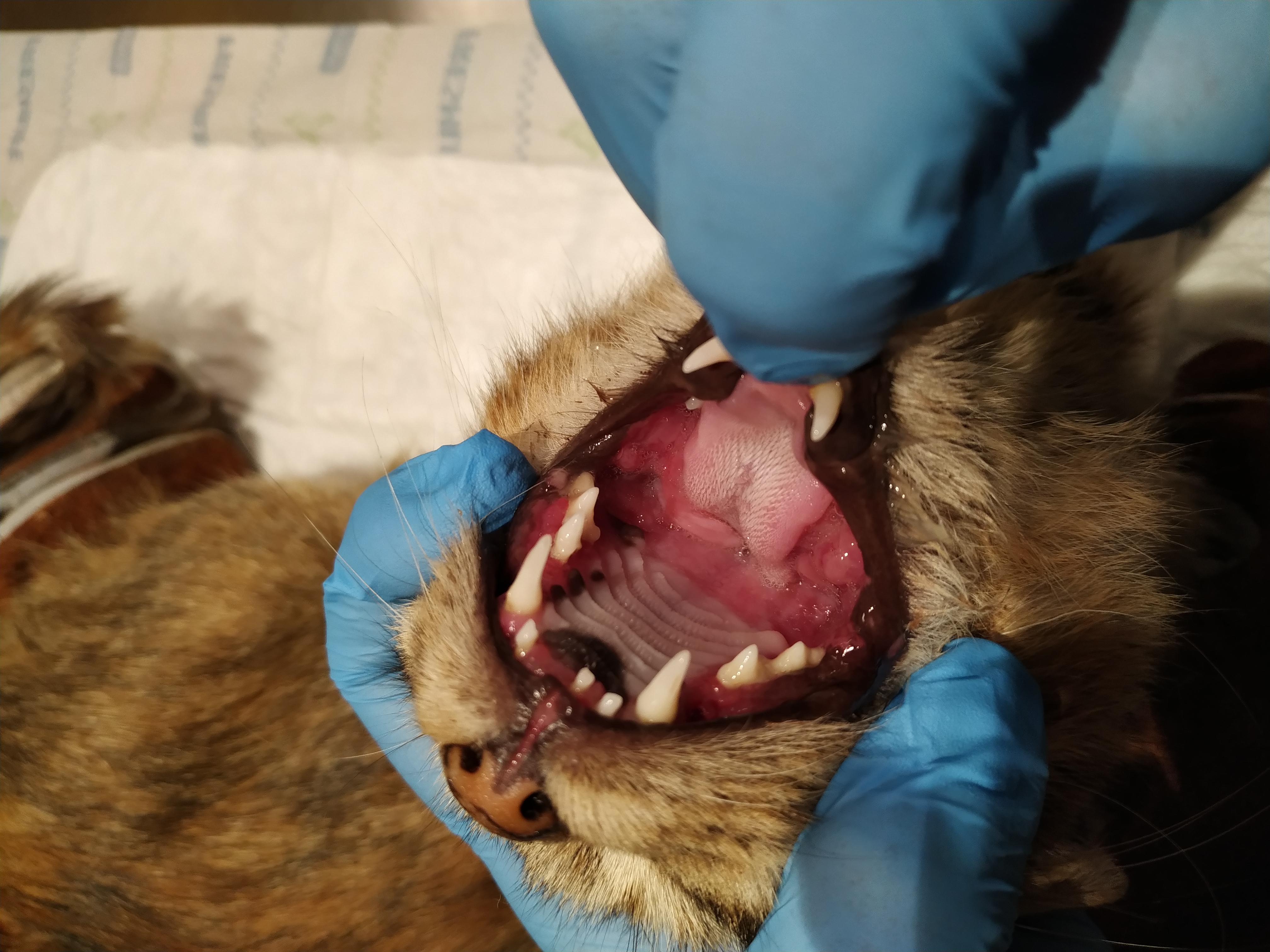 Kedilerde Kronik Gingivostomatit